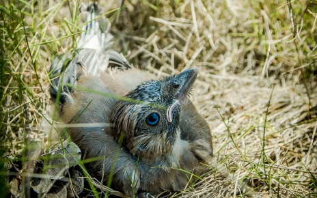 Encontramos a este pájaro en la propiedad